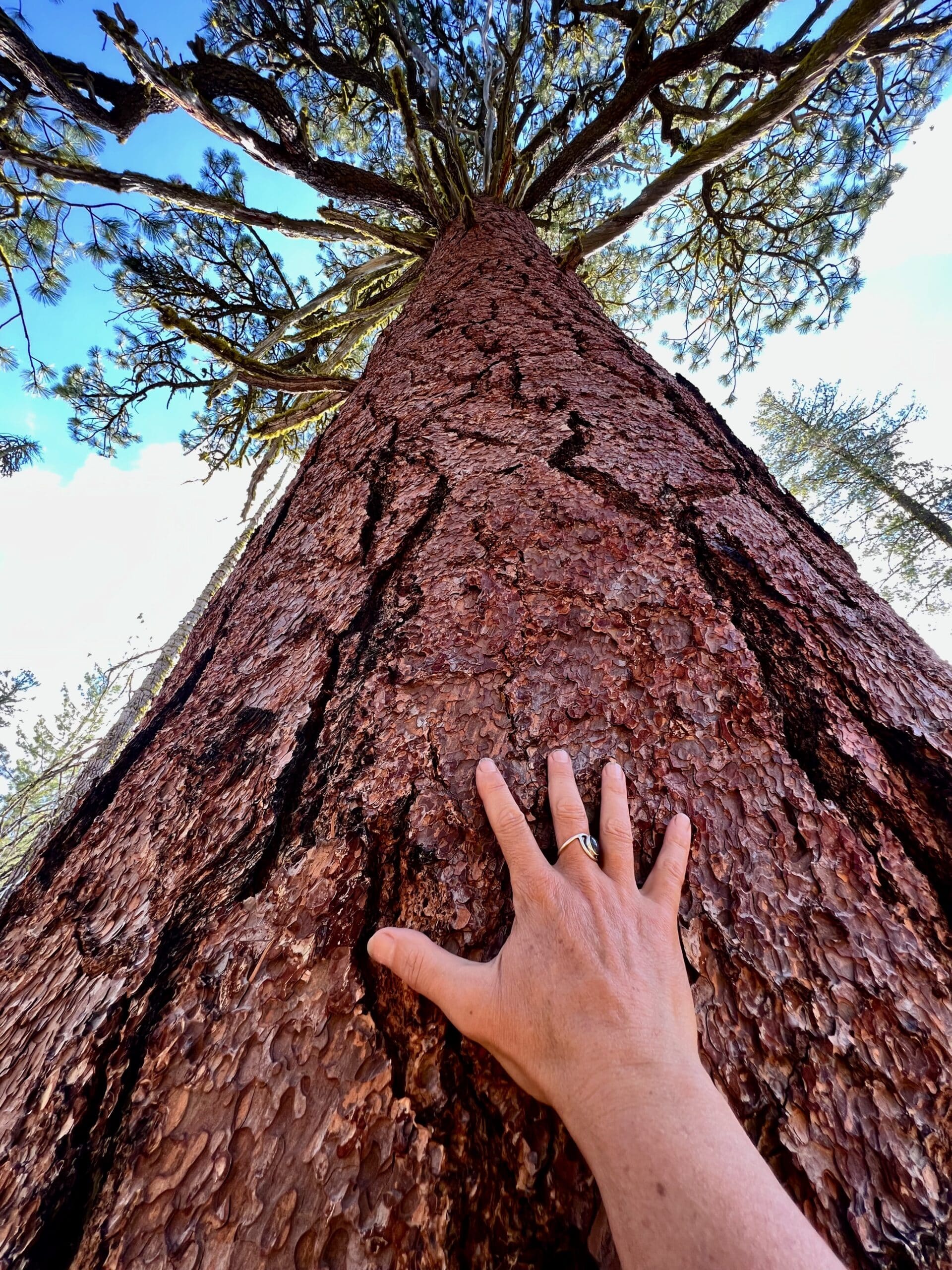 hand grounding on giant ponderosa pine tree